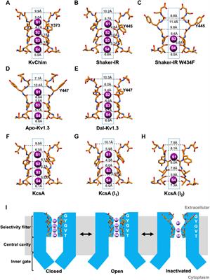 Frontiers Mechanisms Underlying C type Inactivation in Kv